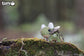 3D Prehistorie - Triceratops