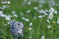 3D Wild Dier - Zebra