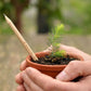 Bloeipotloden - Cherrytomaat